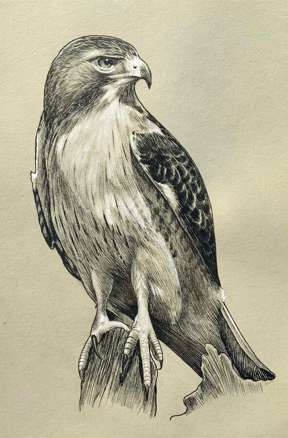 Design Stack: A Blog about Art, Design and Architecture: Ink Animal Species  Drawings
