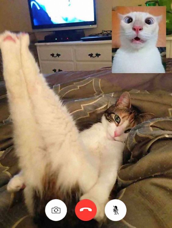 Cat Laugh Meme