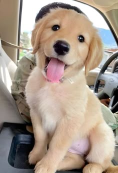 This may contain: a dog sitting in the back seat of a car with its tongue hanging out and it's mouth open
