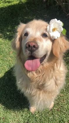 This contains: Golden Retriever Grooming Styles & Shaving Tips