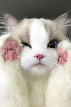 This contains: cute cat ragdoll cat breed with his pink paws up on his face