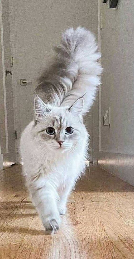 Beautiful cat pictures