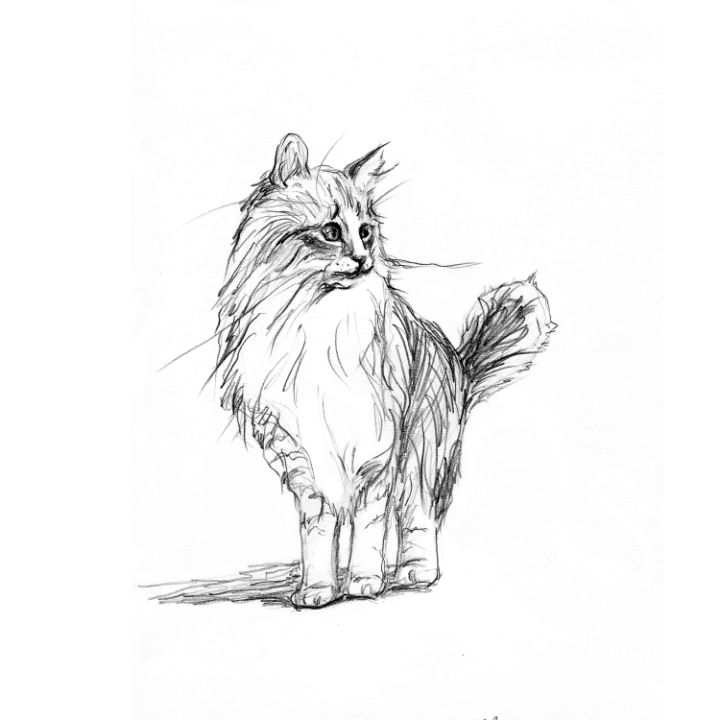 Cat Sketch Animal Drawing Pet Art - Zhanna Kan - Drawings ...