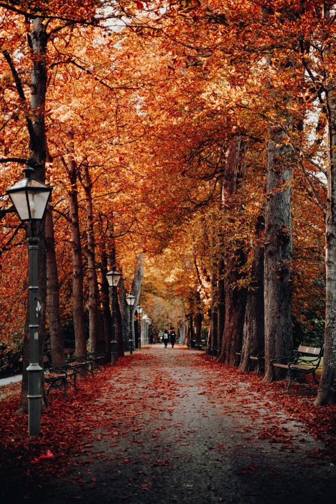 Get 30+ FREE Fall wallpaper to make you feel warm and cozy