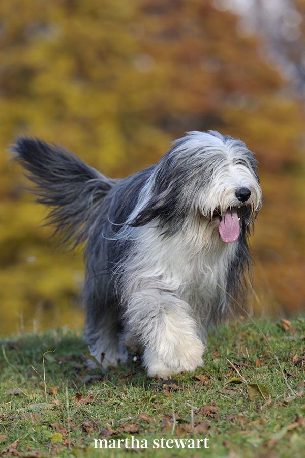 15 Fluffy Dog Breeds You'll Want to Pet and Cuddle All Day Long