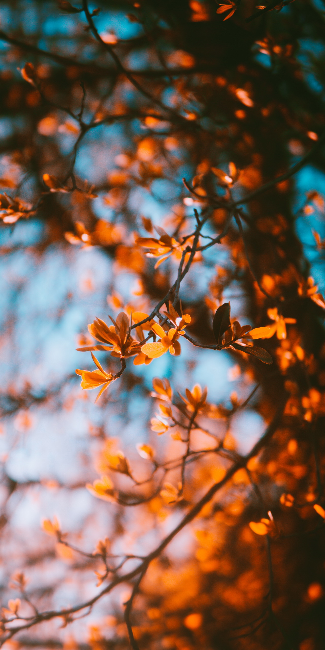 Wallpaper Aesthetic Autumn, Autumn, Aesthetics, Cozy Autumn ...