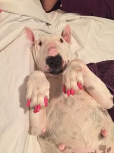 This may contain: a white dog with pink nail polish laying on top of a bed