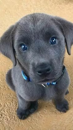 This may contain: a black puppy with blue eyes sitting on the floor