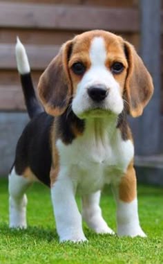 This may contain: a brown and white puppy standing in the grass
