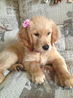 This may contain: a dog laying on top of a couch with a flower in it's hair