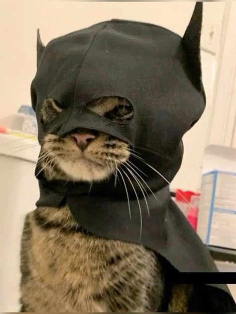 This may contain: a cat wearing a batman costume on top of it's head
