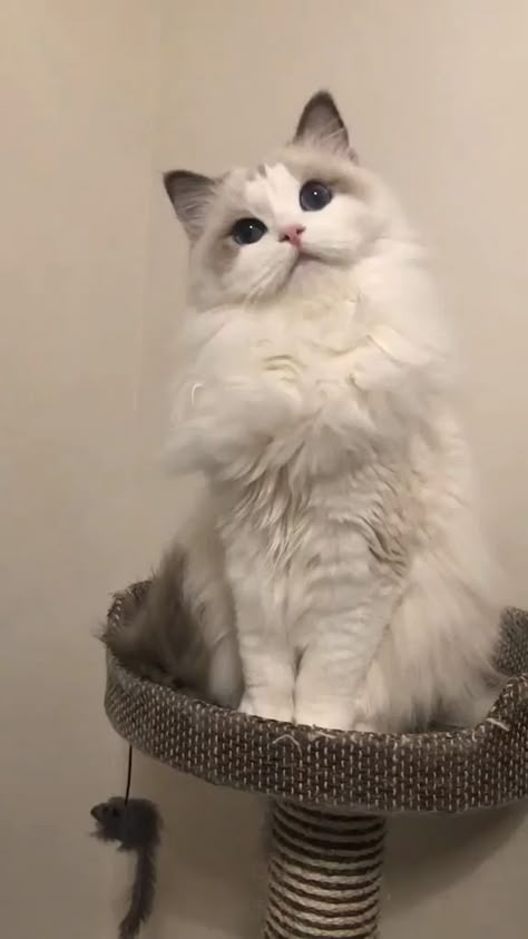 This may contain: a white cat sitting on top of a scratching post