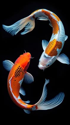 This may contain: two orange and white kohaki fish swimming in the dark water with their tails curled up