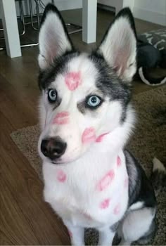 This may contain: a husky dog with blue eyes and pink lipstick on his face sitting on the floor