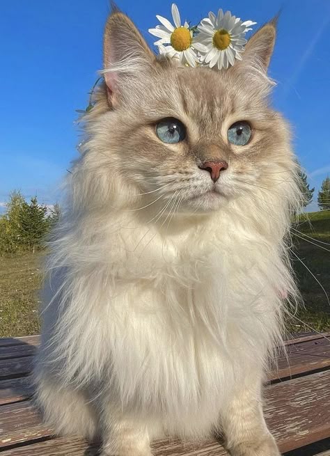 This may contain: a cat sitting on top of a wooden bench with a flower in it's hair