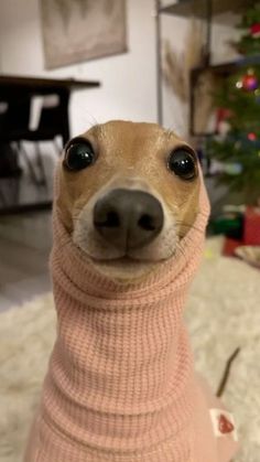 This may contain: a small dog wearing a pink sweater and looking at the camera with its eyes wide open