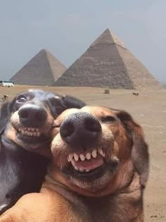 This may contain: two dogs that are laying down in front of the pyramids with their mouths open