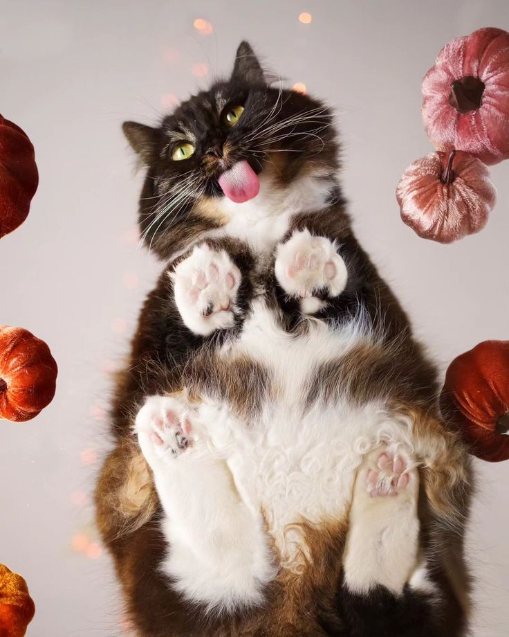 Selection Criteria for the Cutest Cats