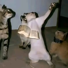 This may contain: three cats playing with an open book and another cat looking up at the same person