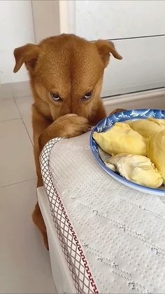 This may contain: a small brown dog sitting at a table with a plate of food on it's side