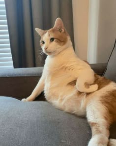 This may contain: an orange and white cat sitting on top of a couch