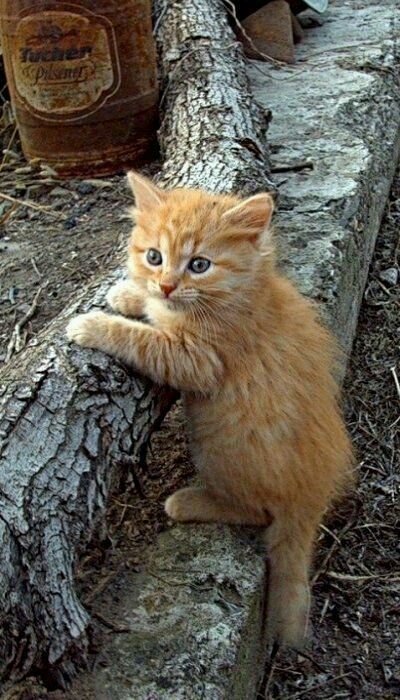 How to Care for Your Cute Cat