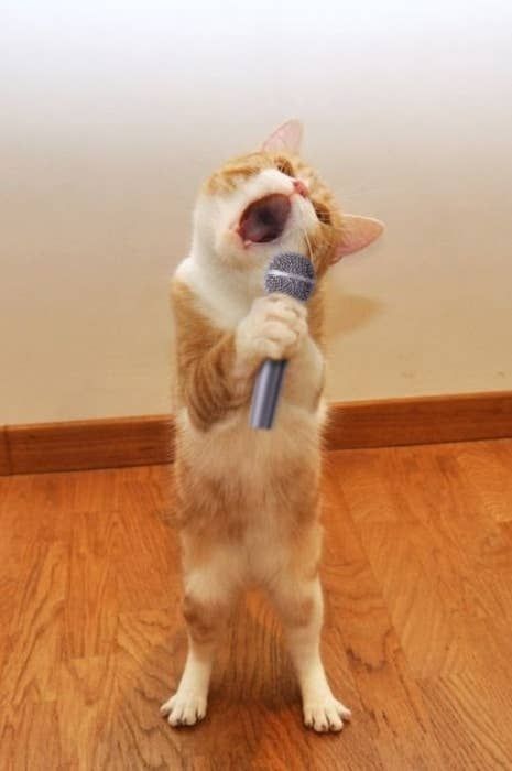 Cool Cat Meme