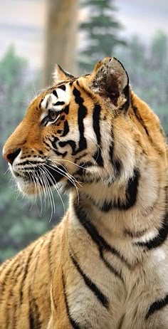 This may contain: a close up of a tiger with trees in the backgrouds behind it