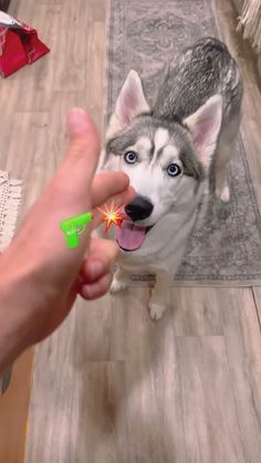 This may contain: a person is holding a toy in front of a dog's face on the floor