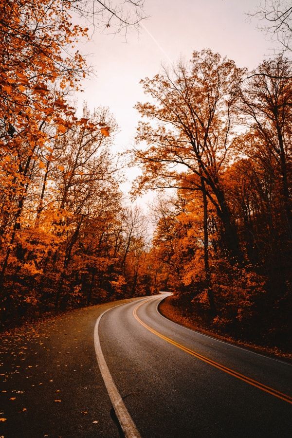 50+ Gorgeous Free Fall Wallpaper for your Phone!