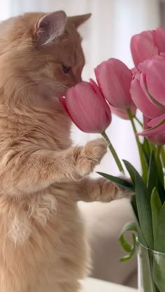 This may contain: a cat is smelling some pink tulips in a vase