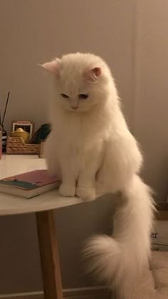 This contains: All About Flame Point Ragdoll Cats | Cute Ragdoll Cats Aesthetics