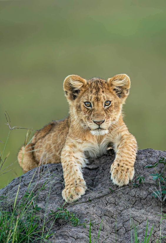 Lion Environmental: