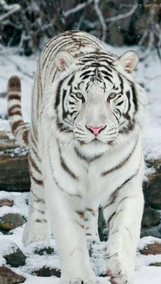 This may contain: a white tiger walking across snow covered ground
