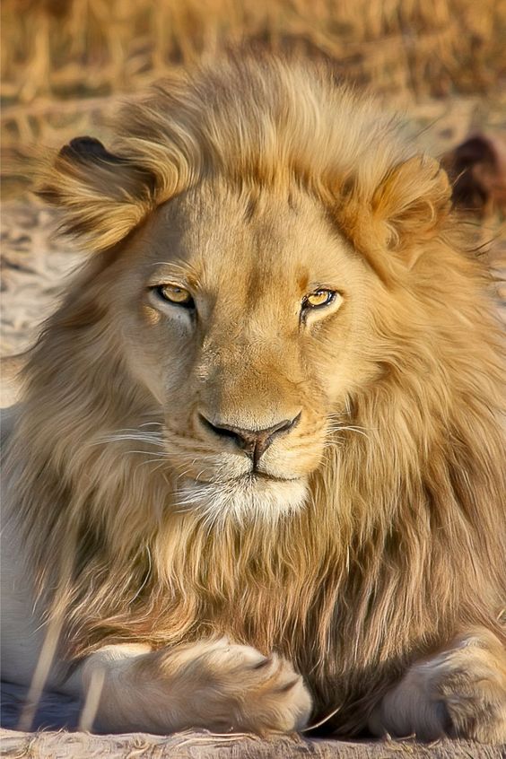 Techniques for Capturing Lion Images