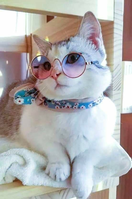 What is the cutest cat alive?