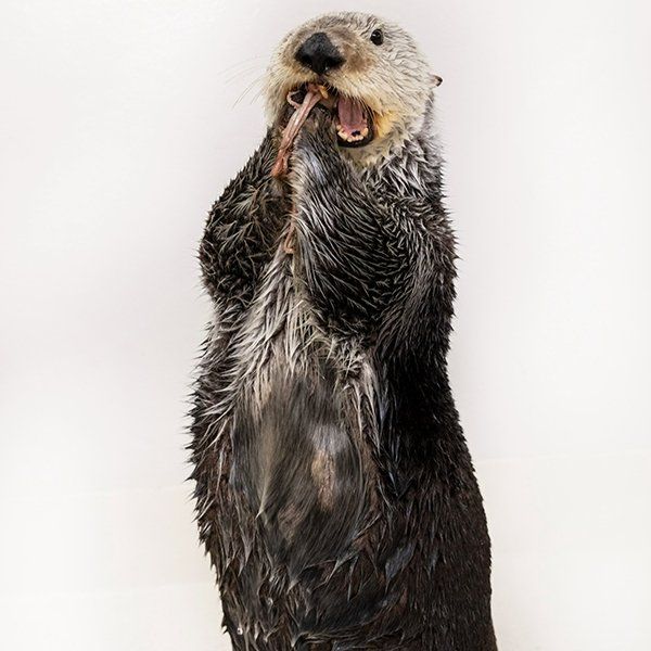 Sea Otter Snacks Standing Up — The Daily Otter