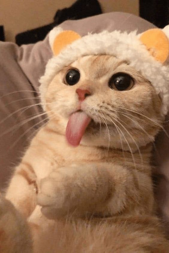 Cat reaction images