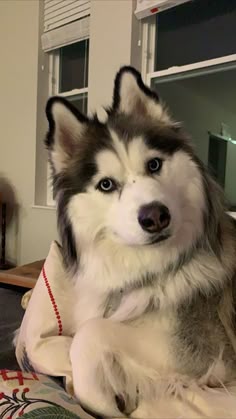 This contains: Small Dog Breeds That Are Similar To Huskies