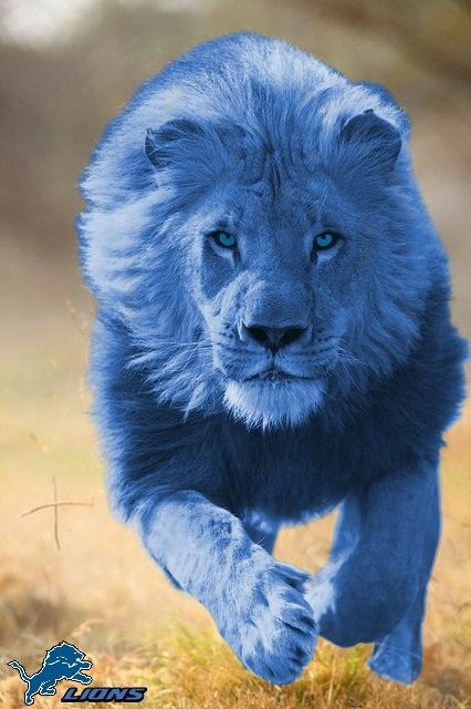 Detroit Lions images are free.