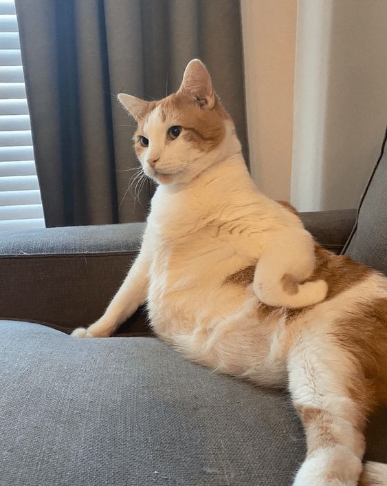Cat Reaction Meme