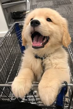 This may contain: a puppy sitting in a shopping cart with its mouth open