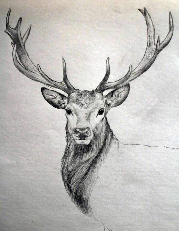 40 Free & Easy Animal Sketch Drawing Information & Ideas ...
