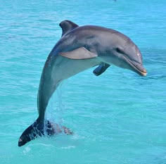This may contain: a dolphin jumping out of the water