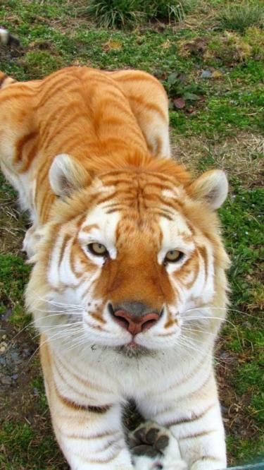 This may contain: a large tiger standing on top of a lush green field
