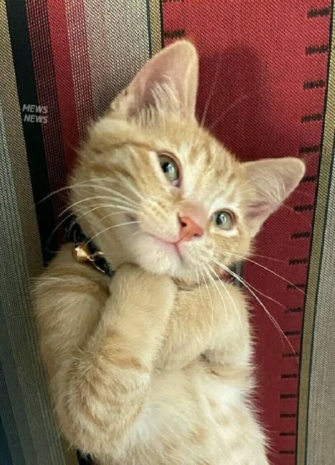 This may contain: an orange cat is standing on its hind legs