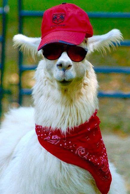 Camel in a hat | Funny llama, Funny llama pictures, Llama