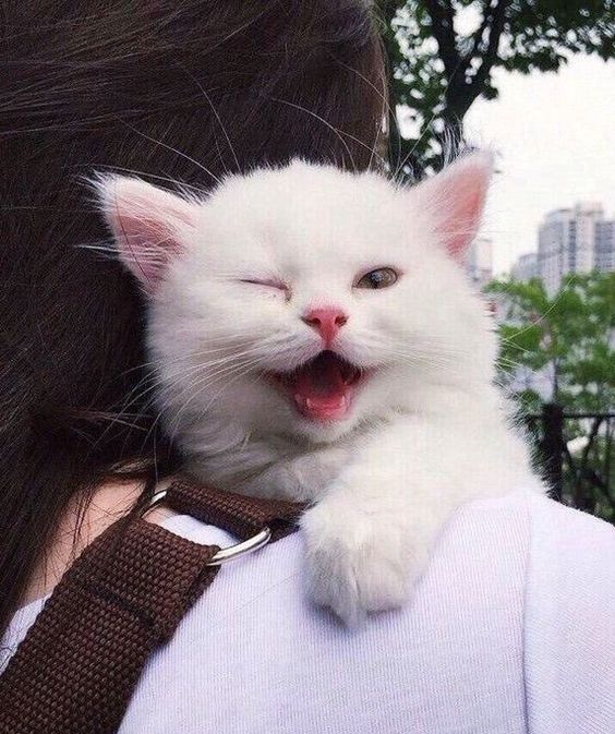 Why cats are so adorable