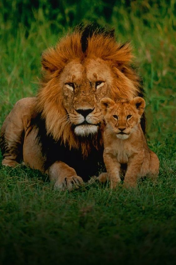 Famous lion photographers