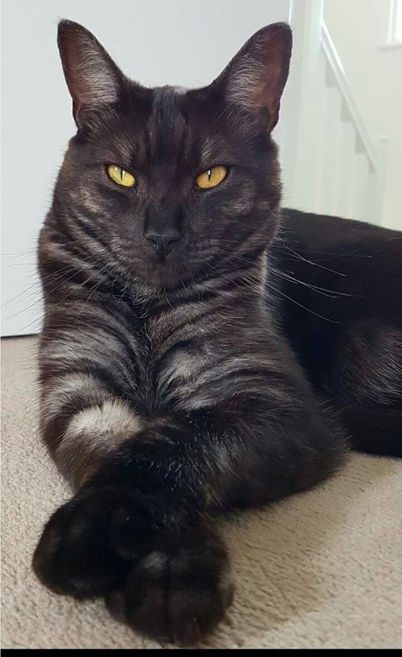 Charming Black Cats: Breaking Stereotypes